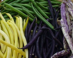 Purple, wax (yellow), and green beans (Cancler)