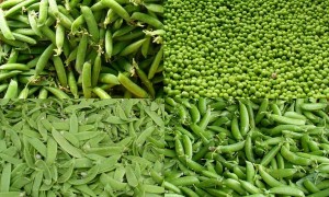 Green peas, shelled peas, sugar snap, snow peas (C.Cancler)