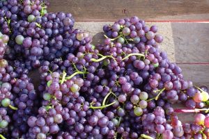 Fresh tables grapes Photo by Carole Cancler