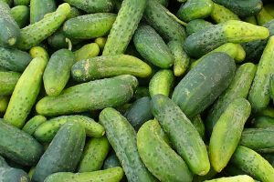 Pickling cucumbers Photo by Carole Cancler