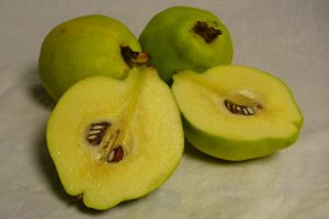 fresh-quince-photo-copyright-by-carole-cancler