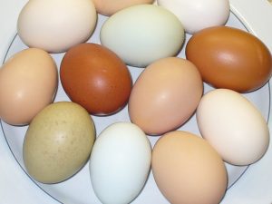 Fresh eggs photo copyright by Carole Cancler